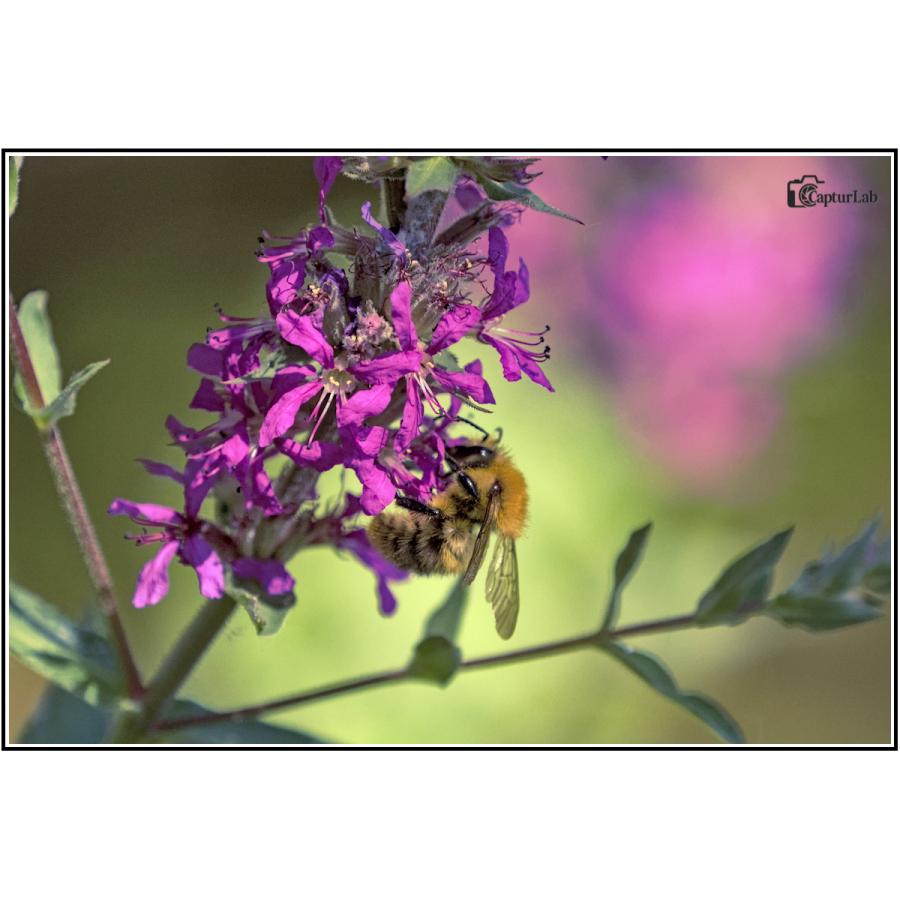 Insectes