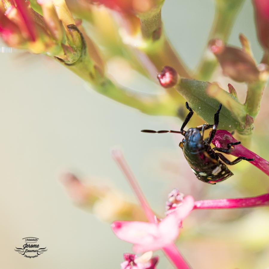 Insectes