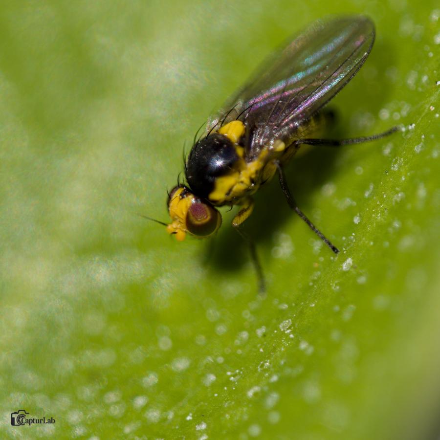 Insectes